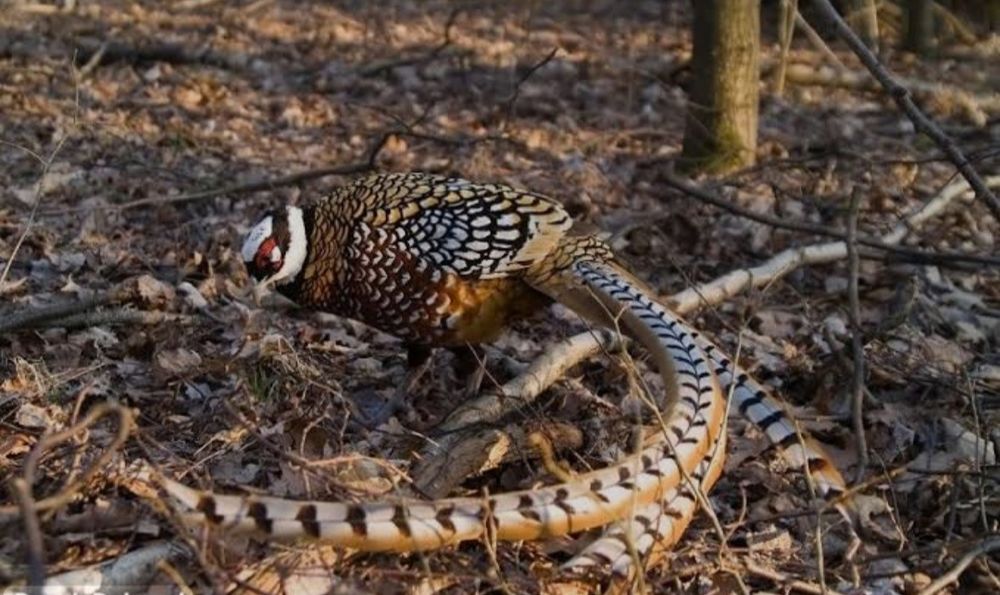 Sprzedam bażanty złote ine