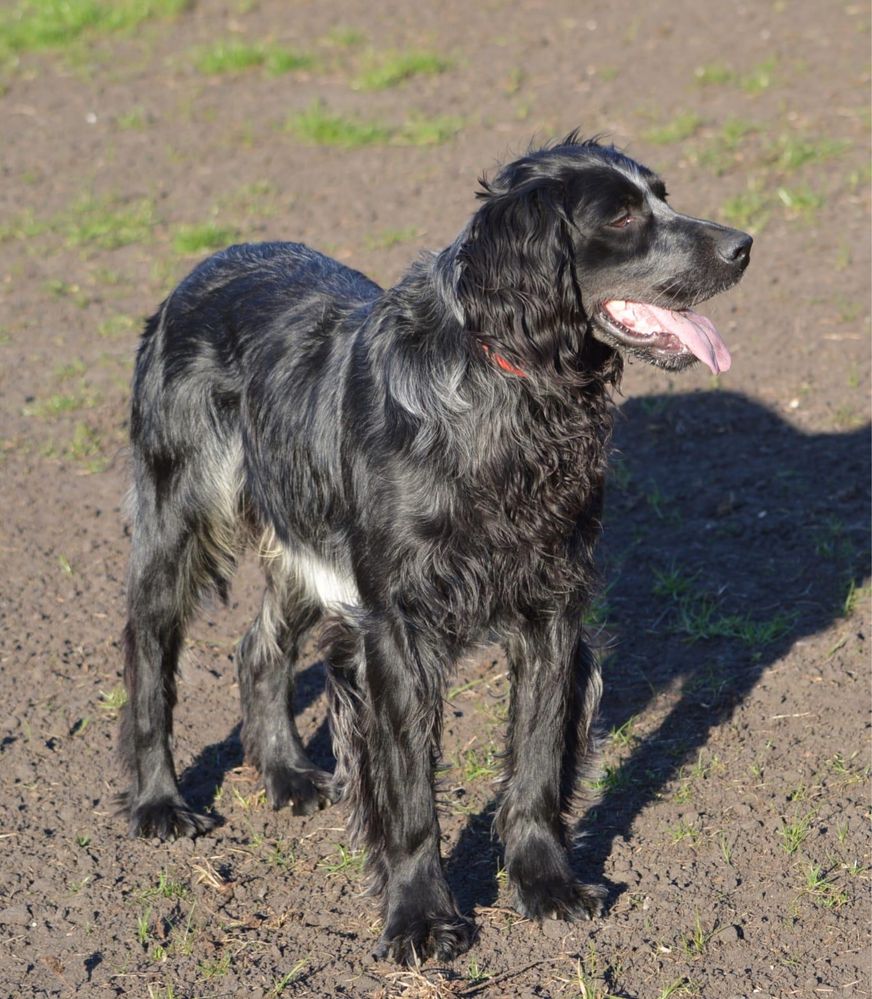 Niebieski spaniel pikardyjski (reproduktor) wyżeł ,płochacz