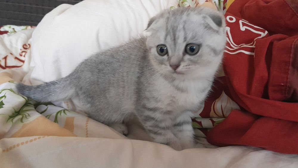 Висловухий котик, хлопчик  срібна шиншила