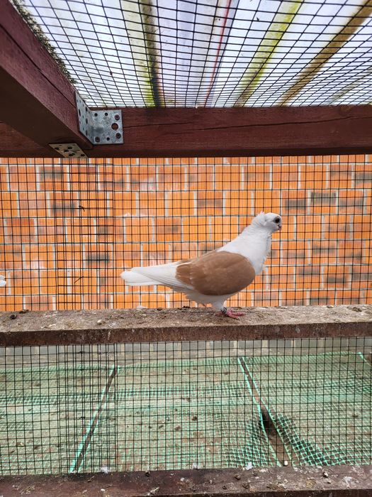 Mewka Polska 2025rok