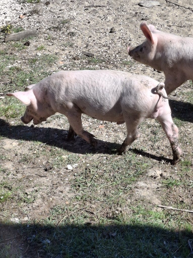 Leitão com 5 meses