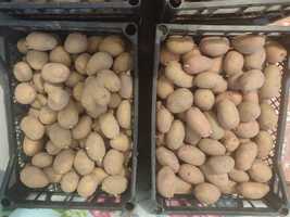 Продам насіневу і дрібну картоплю