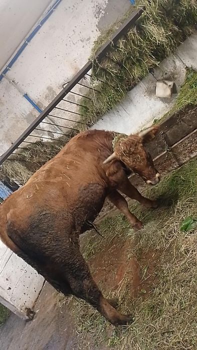 Sprzedam piękną krówkę i byczki