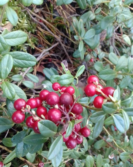 Брусниця,чорниця-листя карпатське,ягоди