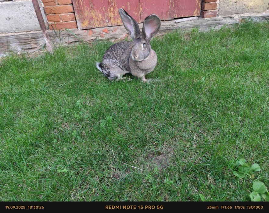 Sprzedam samice belgijskie