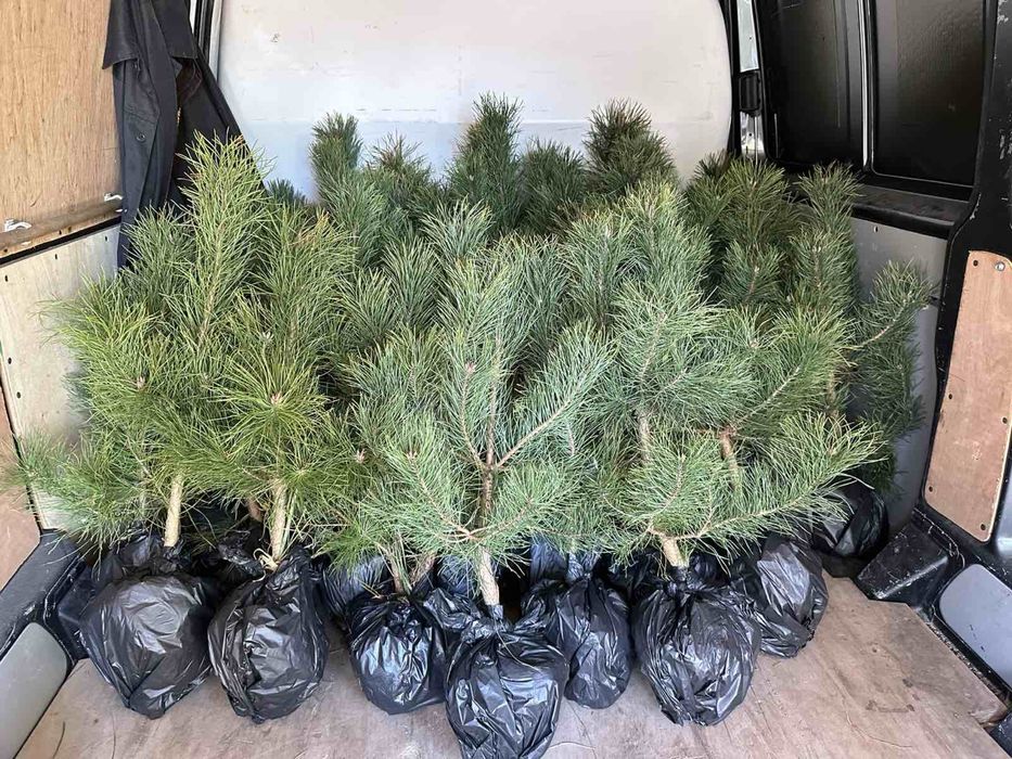 Саджанці хвойних. Сосна кримська. Сосна