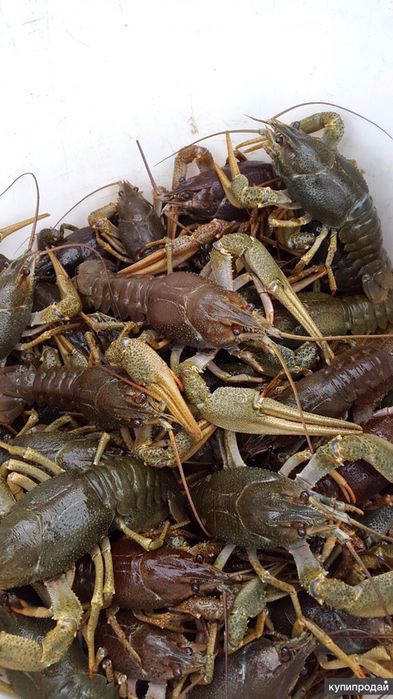 Раки Ракі живі Рівне варені