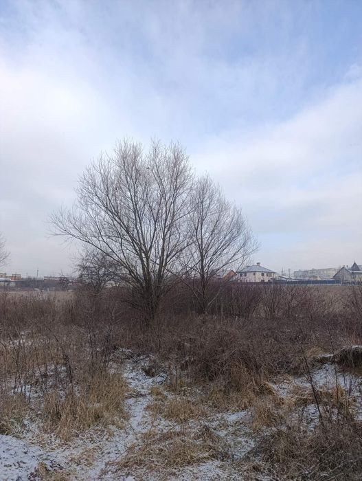 Чистка Участков Обрезка Деревьев Черновцы