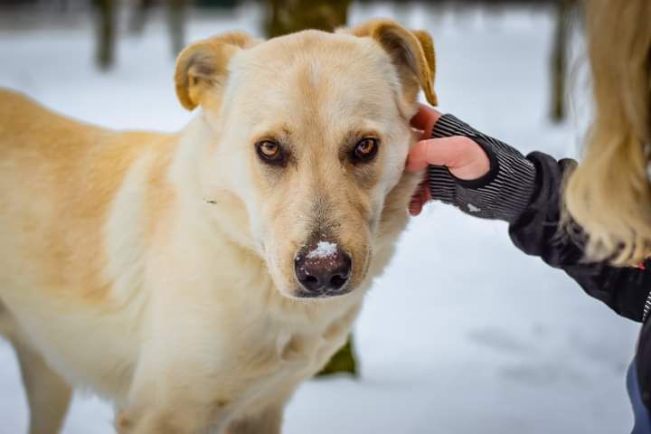 Szukamy odpowiedzialnego Domu dla tego młodego Psiaka!