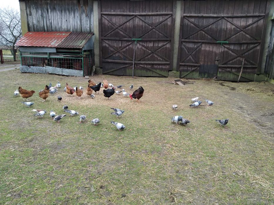 Sprzedam gołębie pocztowe i inne. Odbiór osobisty, tylko gotówka.