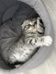 Мальчики и девочки котенок шотландский мраморный