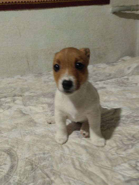 Щенки Джек Рассела Терьера