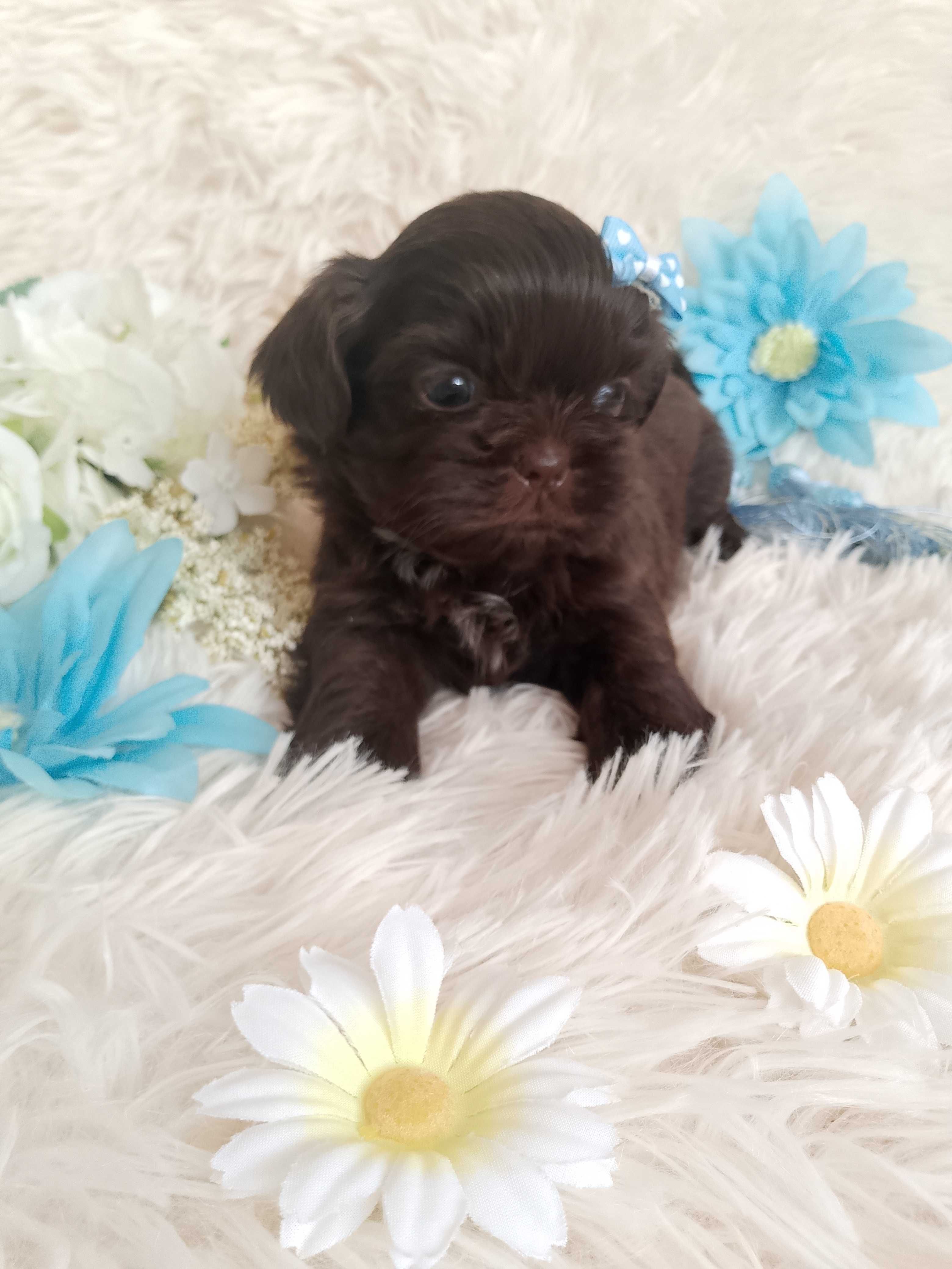Czekoladowy piesek rasy Shih-Tzu