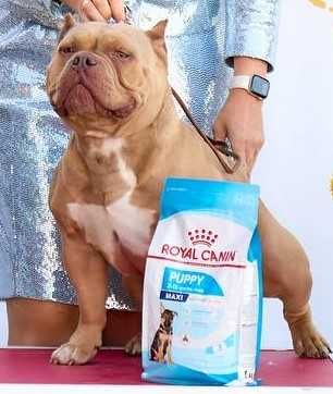 Потужні хлопчики американського буллі