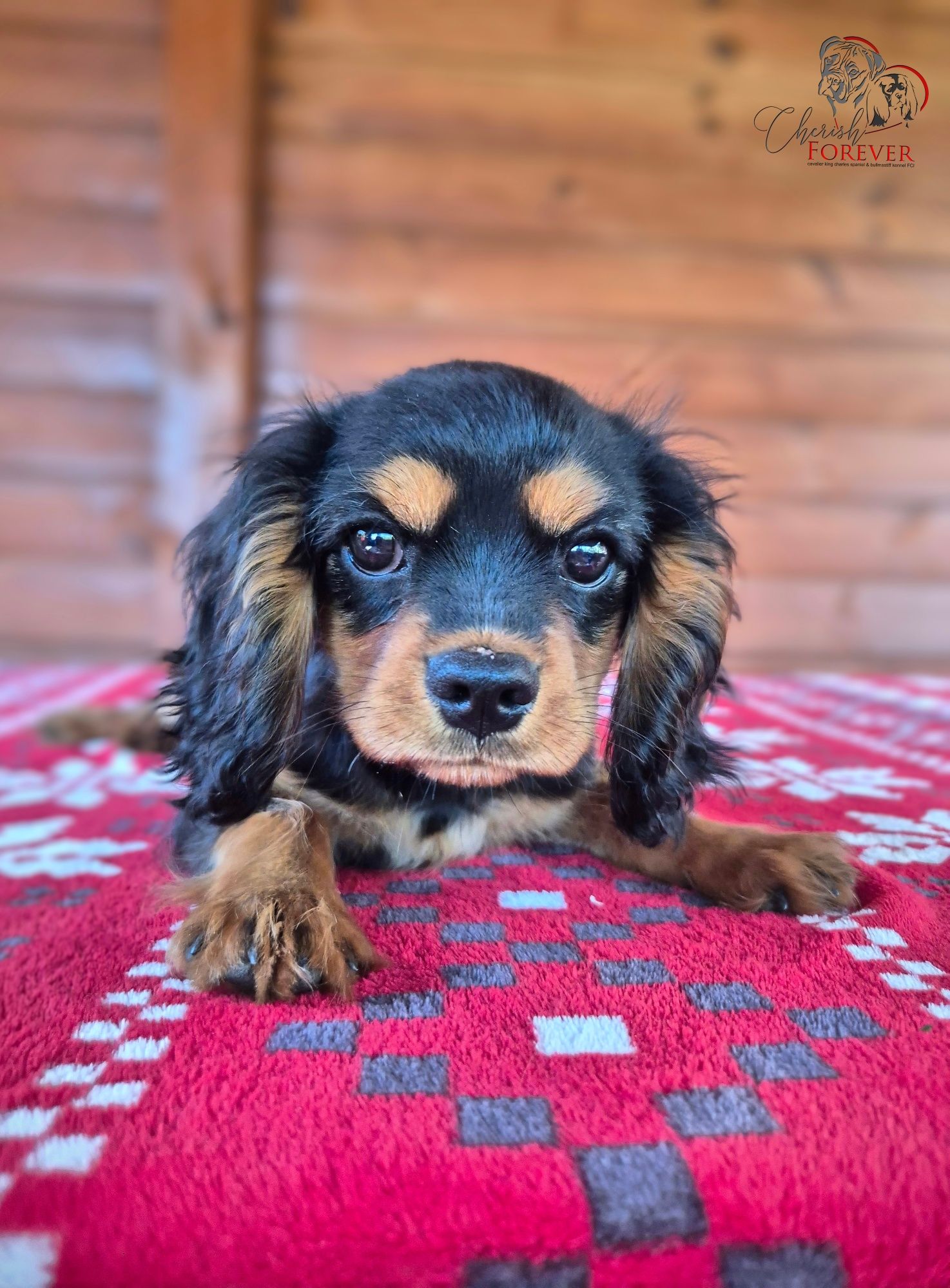 Szczenię Cavalier King Charles Spaniel