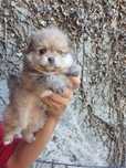 Lulu da Pomerânia macho choco tan