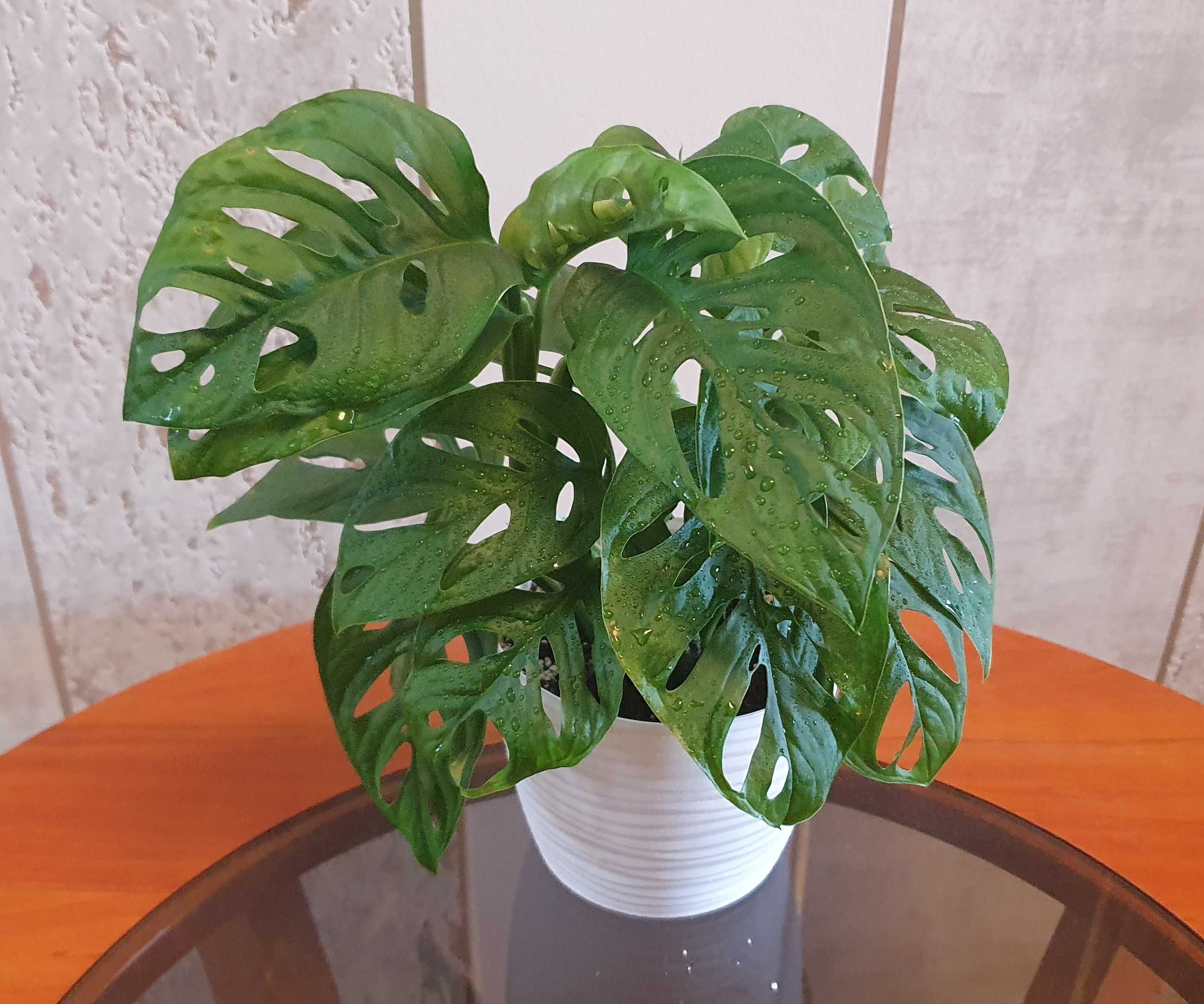 Monstera Monkey Mask