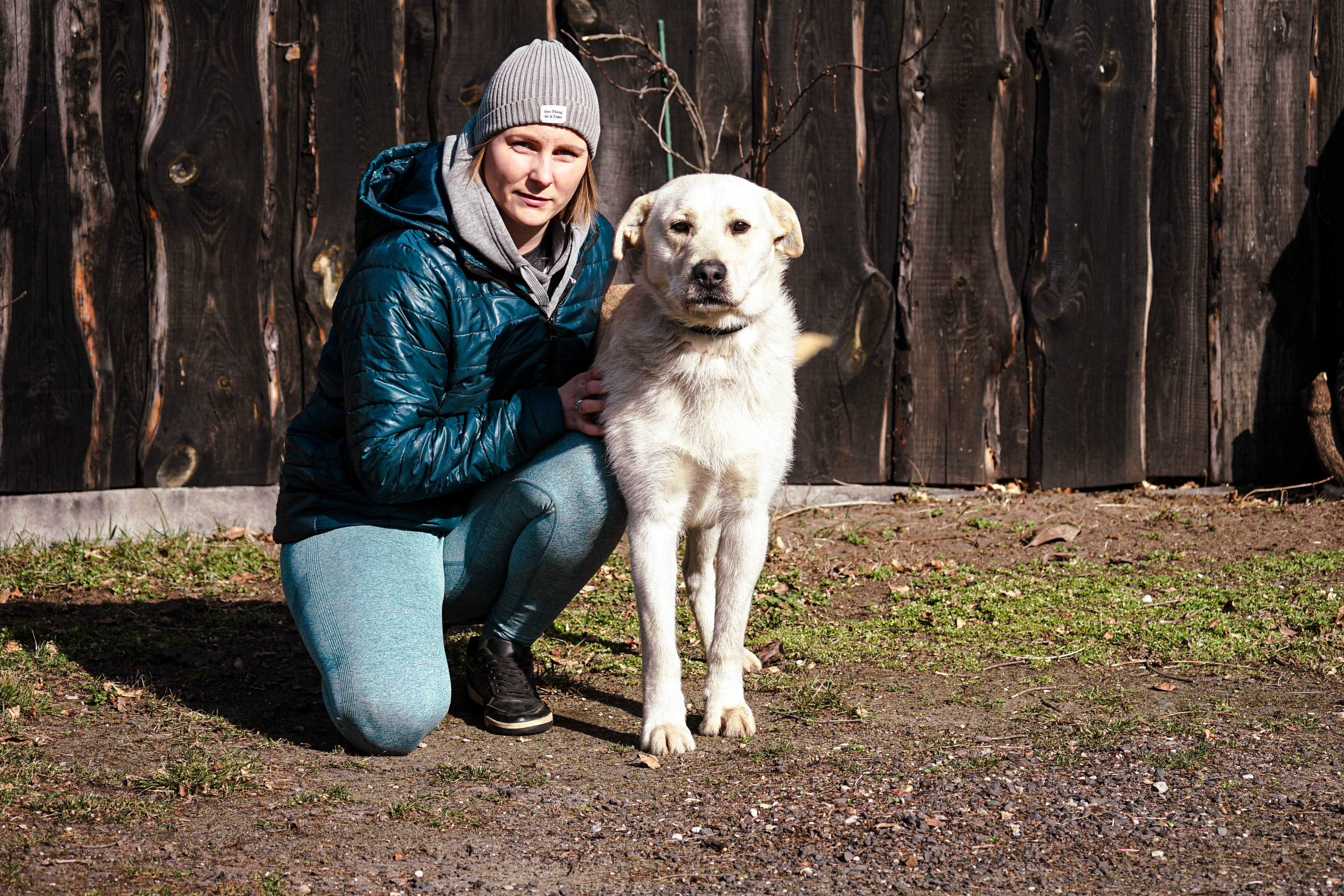 LESZEK - piękny pies w typie labrador