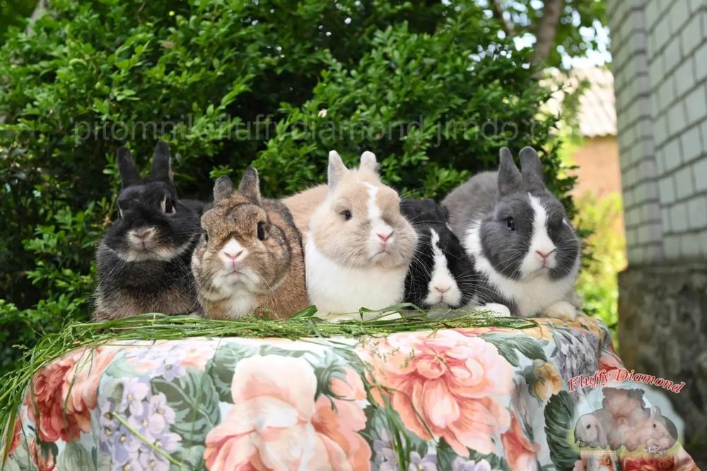 Нідерландський карлик. Кролик з маленькими вушками.