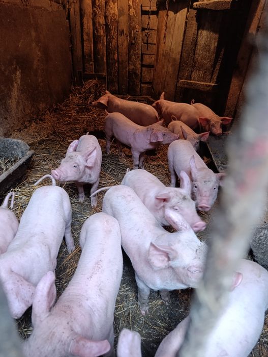 Продам домашні свині!