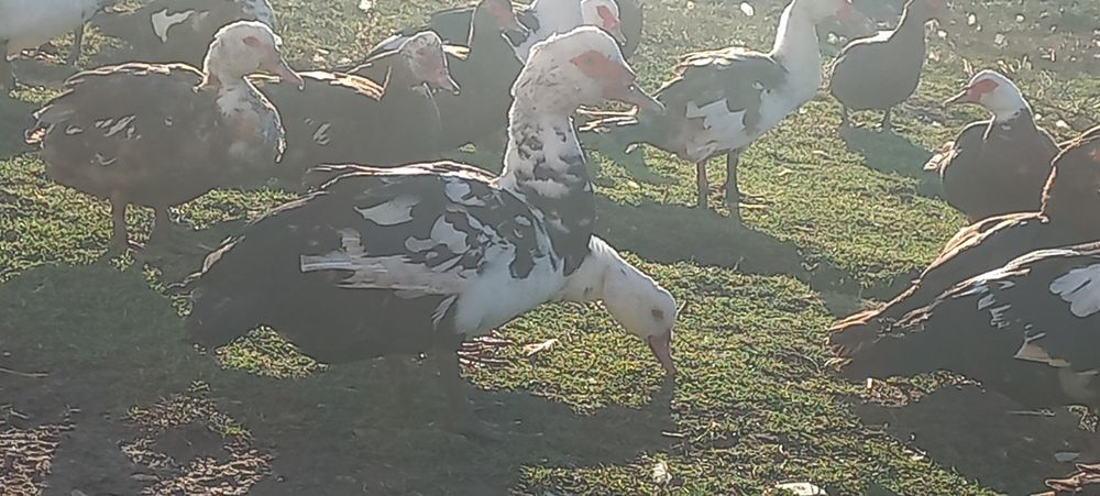 Продаём индоуток ,перепелки феникс и Техасец,яйца перепелок, петухов.