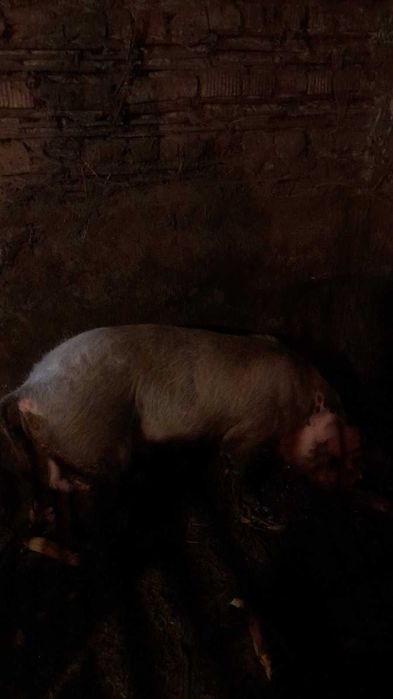 Продається молодий кнур