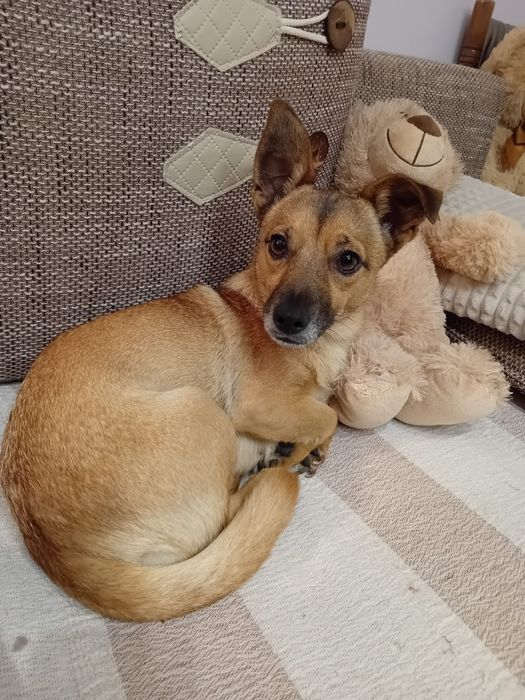 Wrotka  - 5 kg suczka  do adopcji