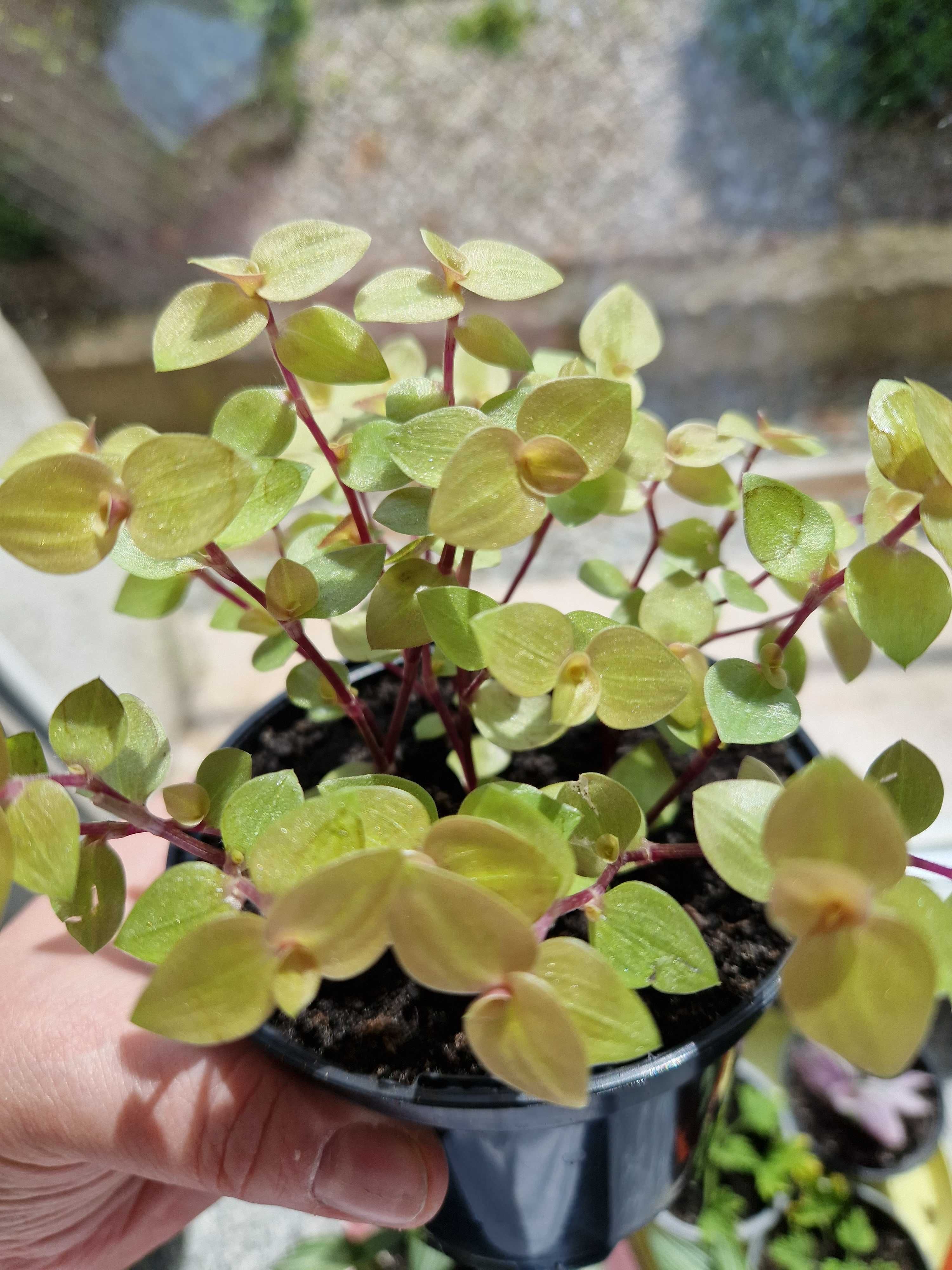 Callisia repens 'Gold'