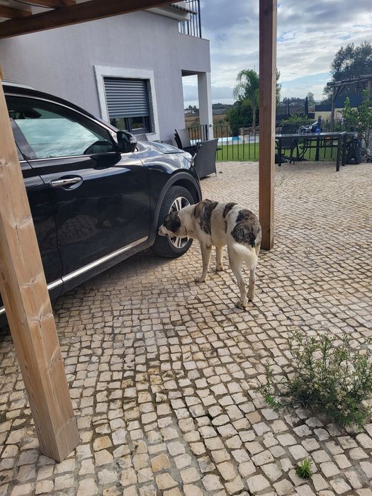 Dá-se Rafeiro Alentejo