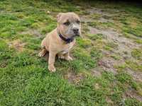 American staffordshire terrier