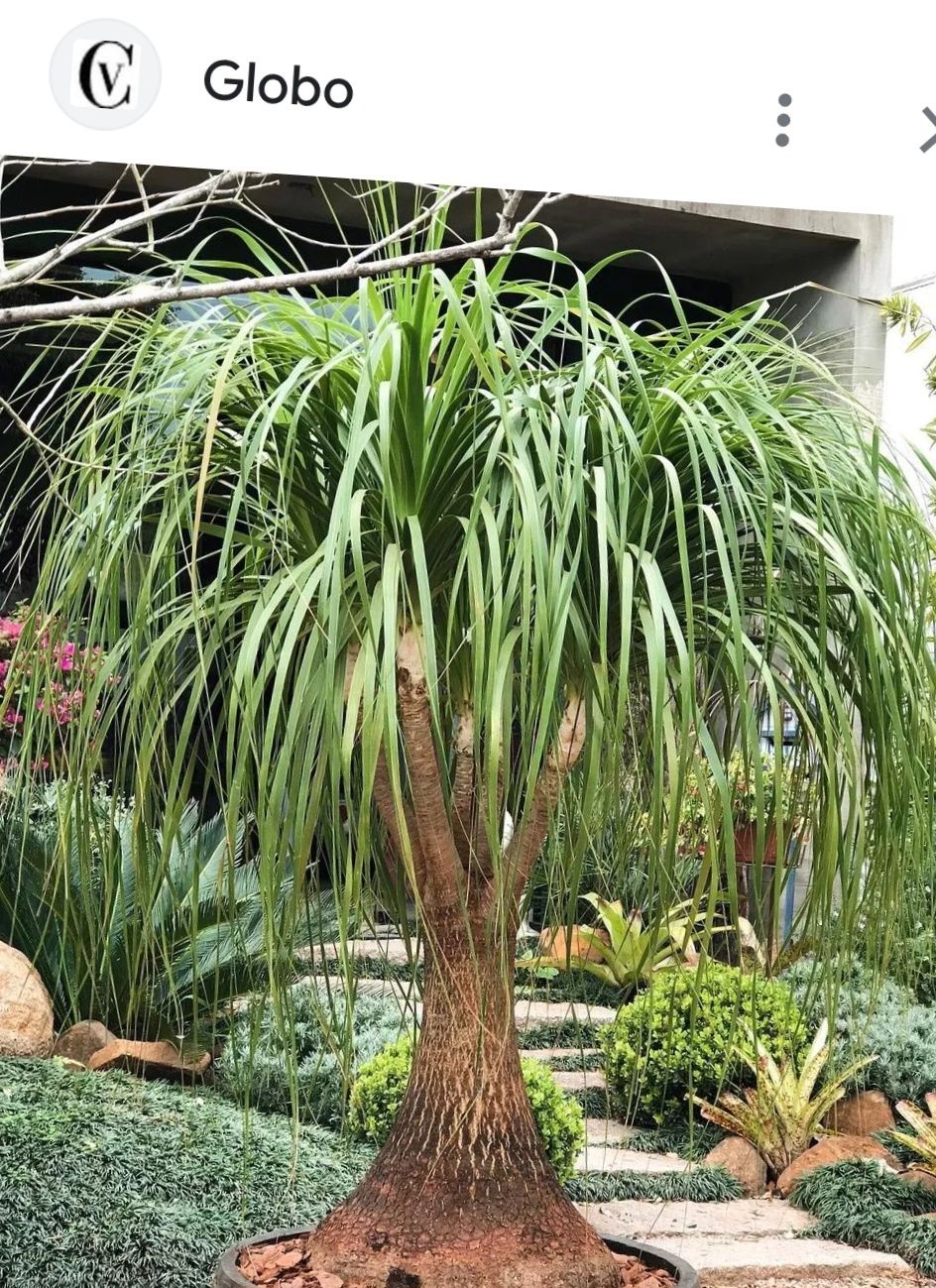 Vendo Neolina Beaucarnea Recurbata ( ou nome popular, Pata de Elefante