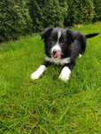 Piesek Border Collie