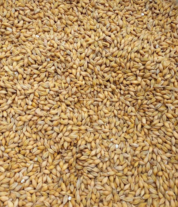 Jęczmień zbiór 2025