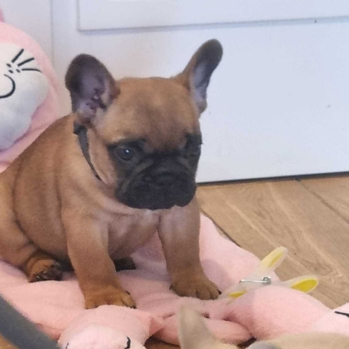Buldog Francuski FCI  ZKwP , Maluch gotowy do zmiany domu