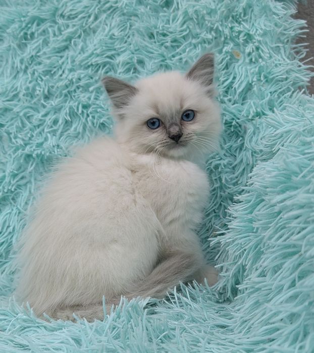 Kotka Ragdoll    .
