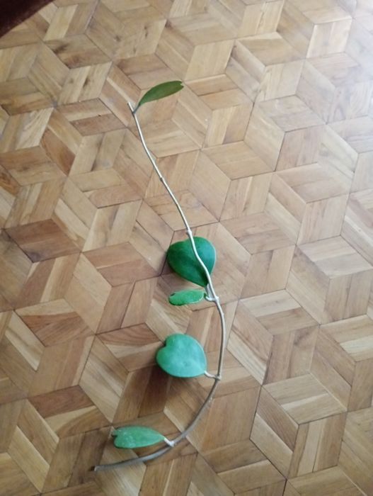Hoya kerri  sadzonka cięta, długa