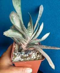 Гастерія варієгатна gasteria variegata дітка