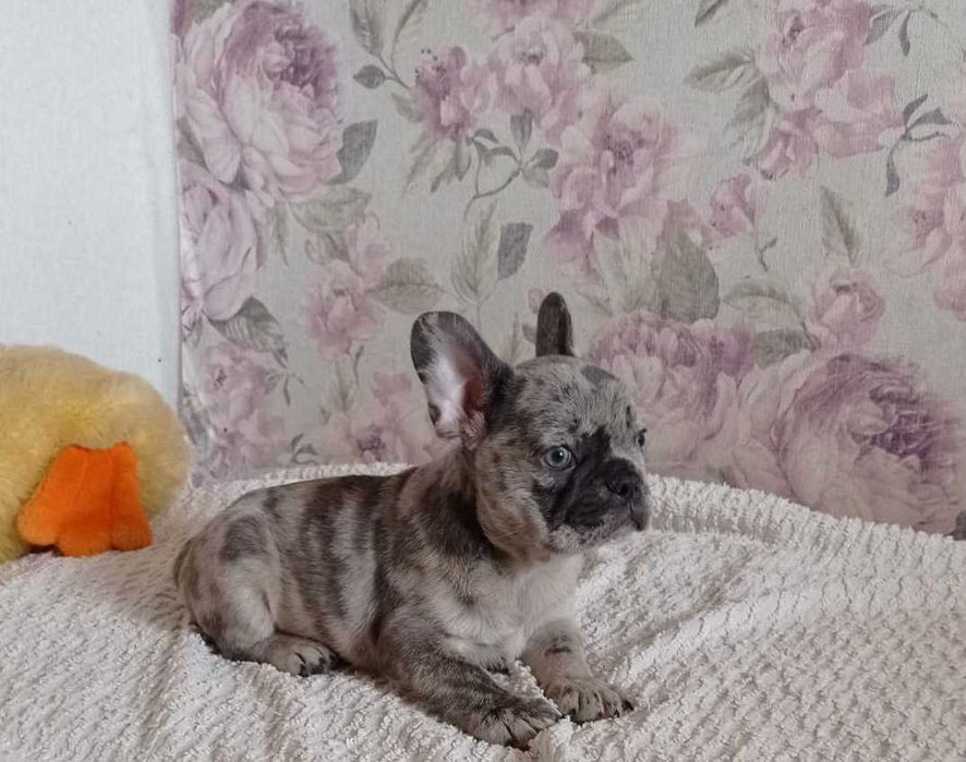 Голубой мерль. Французский бульдог.