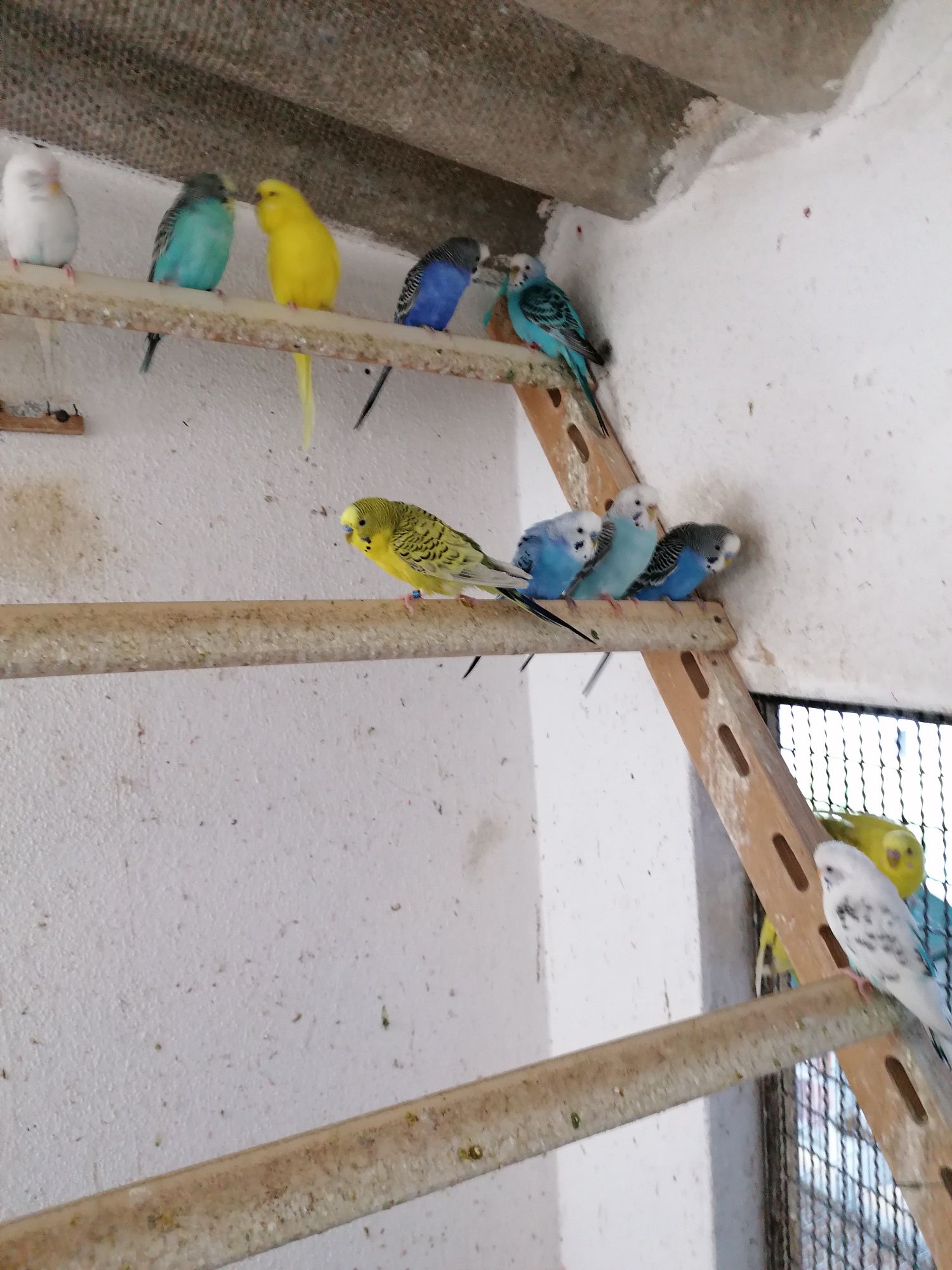 Periquitos australianos