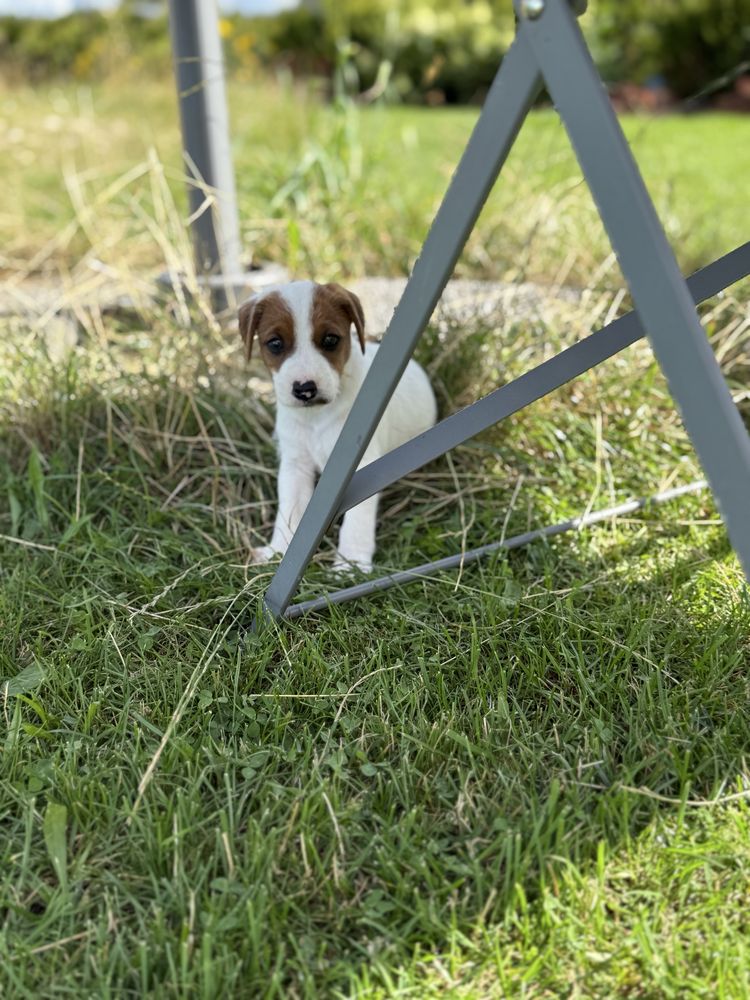 Parson Russell Terrier samiec do odbioru