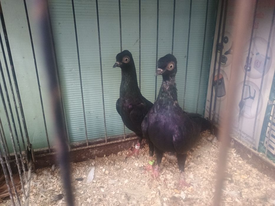 Widyny i Wiedeńskie okazja!