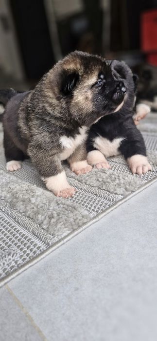 Akita Amerykanska FCI piesek