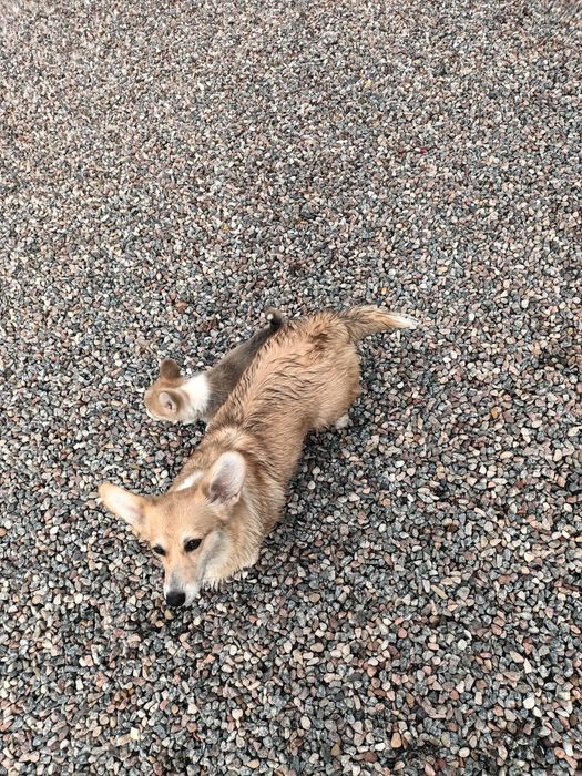 Welsh Corgi Pembroke fluffy