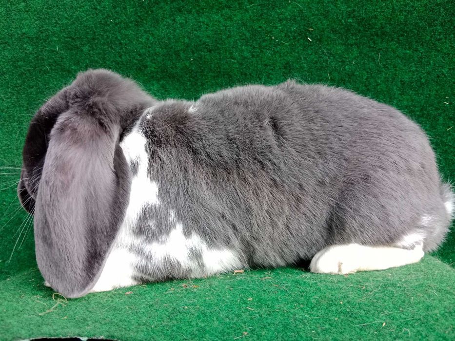 Francuski Baran Niebieski