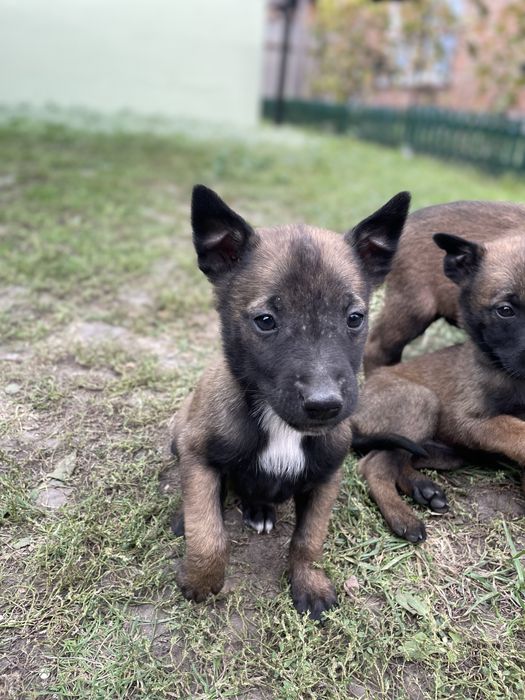 Щенки Бельгійської вівчарки Малінуа