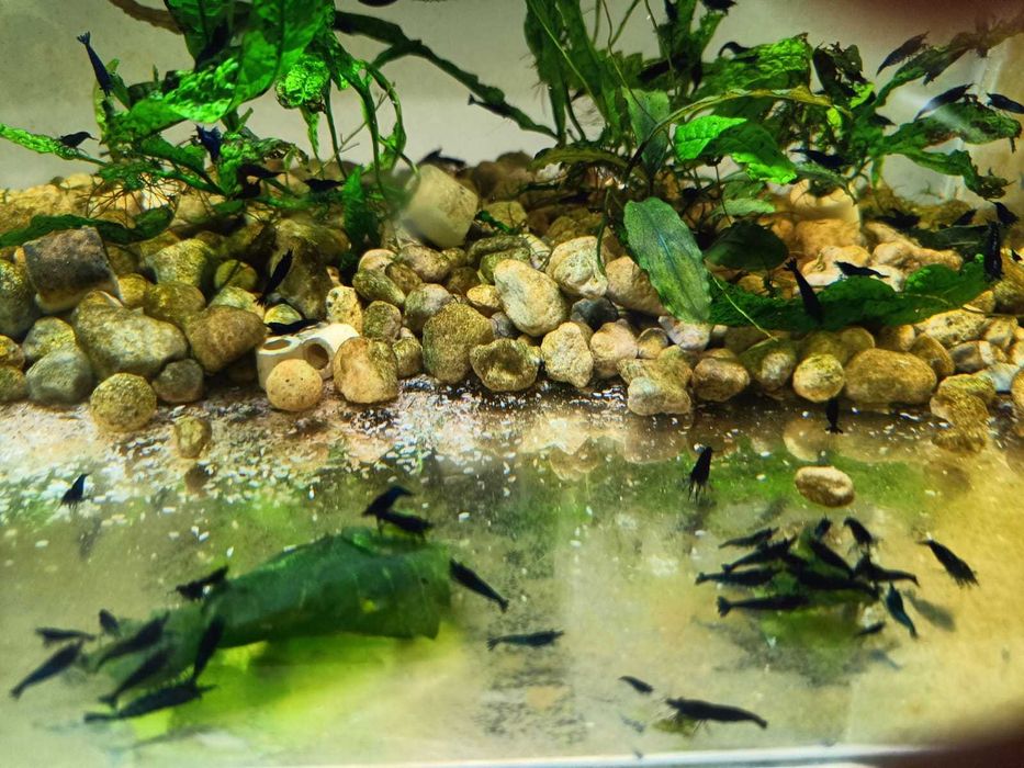 Krewetki Blue Velvet (Gratisy)