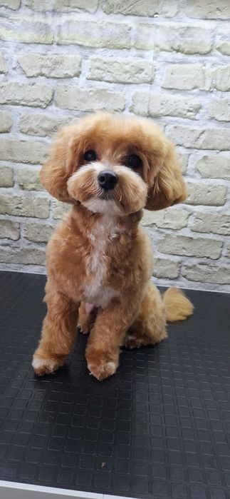 Грумінг Київ |груминг Киев : стрижка песиків