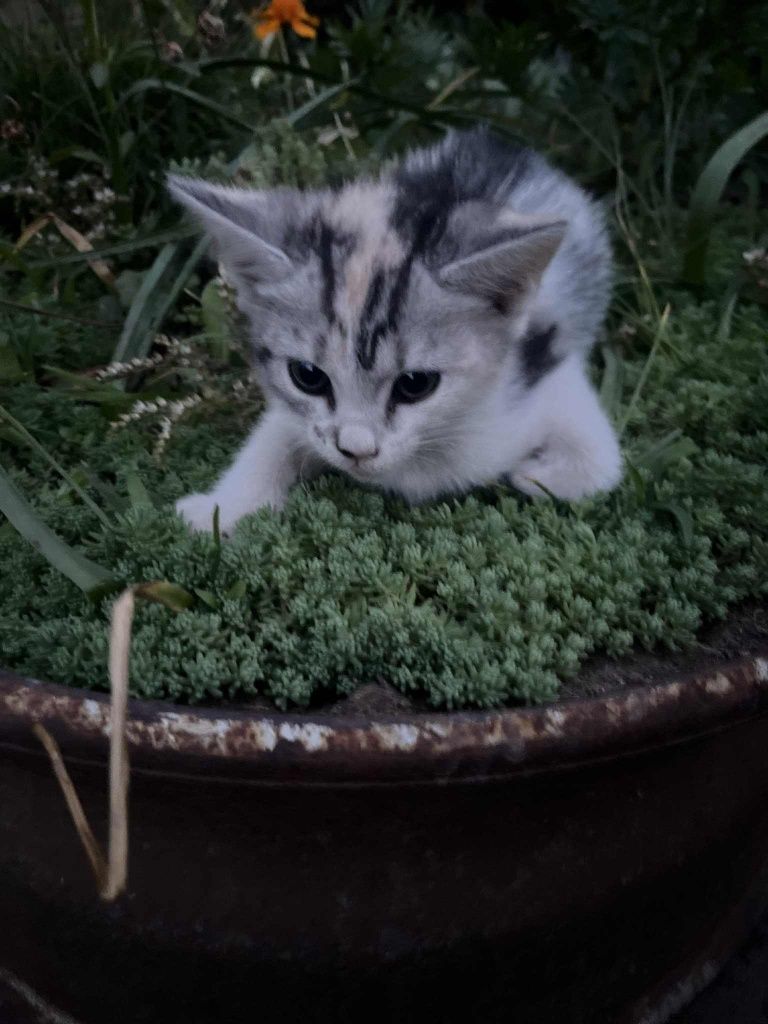 Котеня, кішка , котик , коти відам в добрі руки