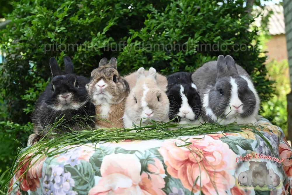 Нідерландський карлик. Кролик з маленькими вушками.