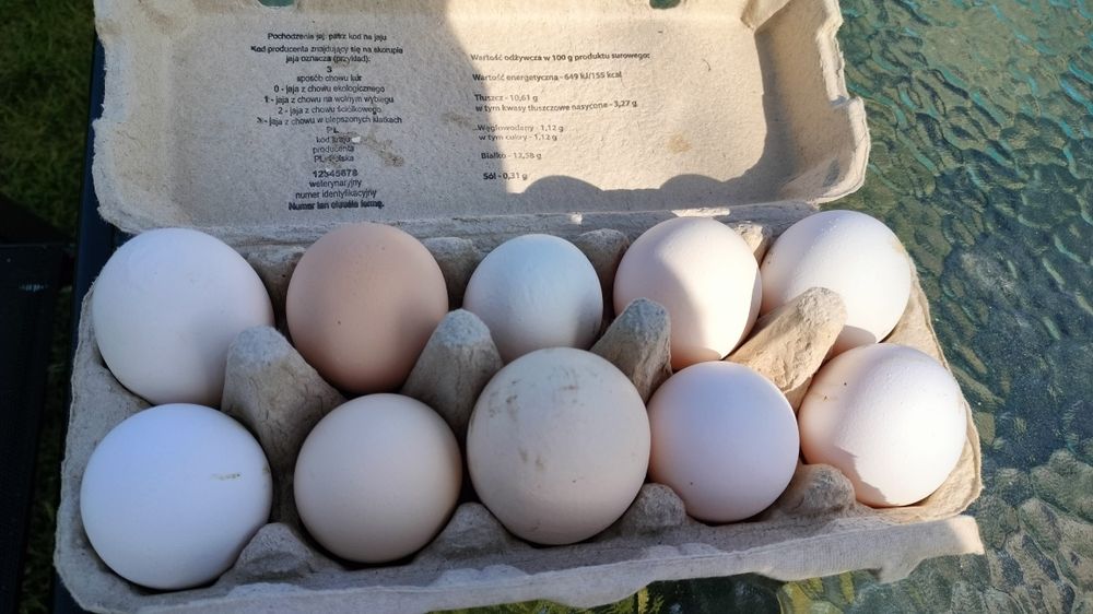 Jajka prosto od kur